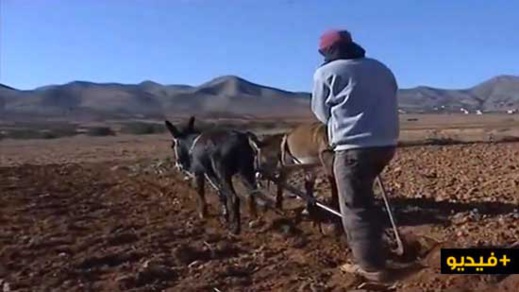 شاهدوا الفيديو.. إنطلاق عملية الحرث باقليم الدريوش بعد التسقاطات المطرية التي عرفتها المنطقة 