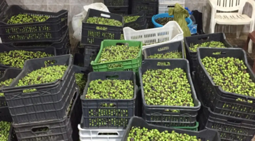 أخنوش: الجفاف خفض من انتاج محاصيل الزيتون خلال هذه السنة أخنوش: الجفاف خفض من انتاج محاصيل الزيتون خلال هذه السنة