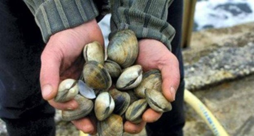 وزارة الفلاحة تعلن رفع الحظر عن صدفيات الناظور وتحذر المستهلكين من نقاط البيع العشوائية وزارة الفلاحة تعلن رفع الحظر عن صدفيات الناظور وتحذر المستهلكين من نقاط البيع العشوائية