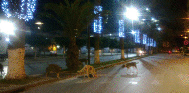 انتشار الكلاب الضالة في غياب المجلس البلدي بمدينة الحسيمة انتشار الكلاب الضالة في غياب المجلس البلدي بمدينة الحسيمة