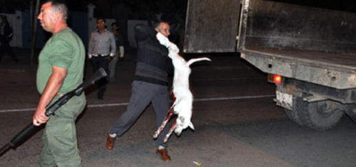 السلطة المحلية بسلوان تشن حملة لإعدام الكلاب الضالة باستعمال الرصاص السلطة المحلية بسلوان تشن حملة لإعدام الكلاب الضالة باستعمال الرصاص