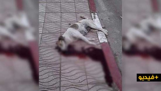 ساكنة سلوان تستيقظ على صوت الرصاص.. والكلاب الضالة هي السبب ساكنة سلوان تستيقظ على صوت الرصاص.. والكلاب الضالة هي السبب