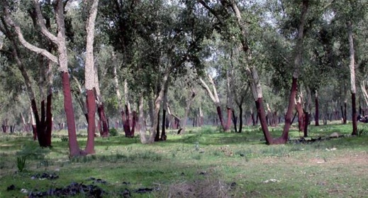 إطلاق حملة للتشجير الغابوي على مساحة 5200 هكتار إطلاق حملة للتشجير الغابوي على مساحة 5200 هكتار