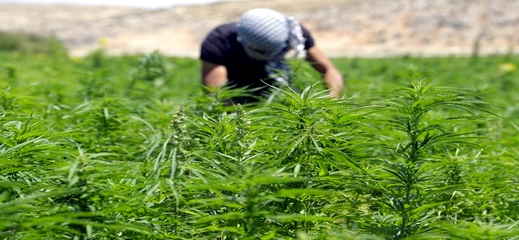 مجلس المستشارين يشرع في مناقشة قانون تقنين زراعة الكيف وقانون العفو العام عن المزارعين