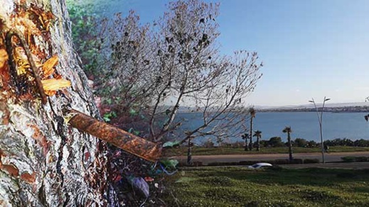 جهات مجهولة ترتكب جريمة بيئية خطيرة بغابة الصنوبر الممتدة من الناظور إلى بني أنصار + صور جهات مجهولة ترتكب جريمة بيئية خطيرة بغابة الصنوبر الممتدة من الناظور إلى بني أنصار + صور