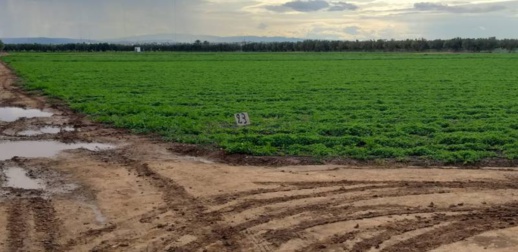 مديرية الفلاحة تحصي الآثار الايجابية للتساقطات المطرية الأخيرة بالمنطقة مديرية الفلاحة تحصي الآثار الايجابية للتساقطات المطرية الأخيرة بالمنطقة