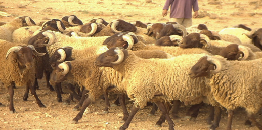 وزارة الفلاحة تكشف عن حزمة من التدابير لحماية الماشية بجهة الشرق وزارة الفلاحة تكشف عن حزمة من التدابير لحماية الماشية بجهة الشرق