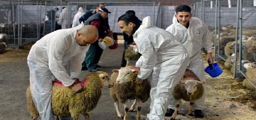 قضية "حظر ذبح أضاحي العيد" في بلجيكا.. المحكمة تصدر حكم جديد قضية "حظر ذبح أضاحي العيد" في بلجيكا.. المحكمة تصدر حكم جديد