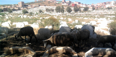 مقبرة تزيرين بالناظور تئن تحت وطأة الإهمال وسوء التدبير مقبرة تزيرين بالناظور تئن تحت وطأة الإهمال وسوء التدبير