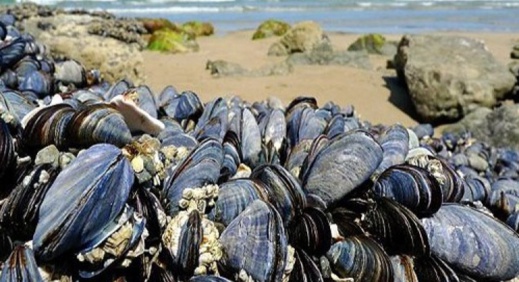 وزارة الفلاحة تمنع صيد الرخويات و الثدييات البحرية وزارة الفلاحة تمنع صيد الرخويات و الثدييات البحرية