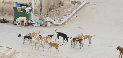 إنتشار الكلاب الضالة في شوارع إمزورن يصل الى البرلمان 