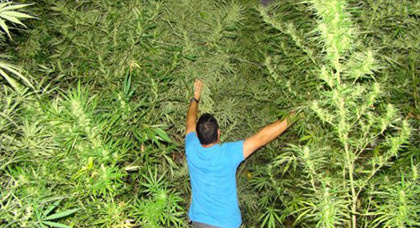 وزير الصحة يتدارس توصيات منظمة الصحة العالمية حول مخدر نبتة القنب الهندي وزير الصحة يتدارس توصيات منظمة الصحة العالمية حول مخدر نبتة القنب الهندي