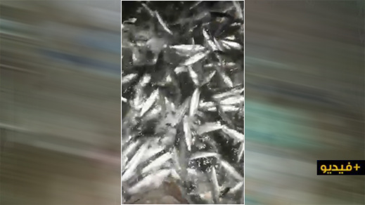 شاهدوا.. نفوق الآلاف من الأسماك بشاطئ افري افوناس 