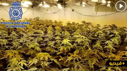 شاهدوا.. إعتقال 13 شخصا بتهمة ترويج وإنتاج المخدرات بألميريا شاهدوا.. إعتقال 13 شخصا بتهمة ترويج وإنتاج المخدرات بألميريا