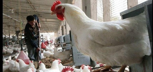 إنهيار أسعار الدواجن بالسوق المغربية خلال الأسبوعين الماضيين