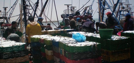تعليمات لمراكب الصيد بعدم إنتشال الجثث من البحر لتفادي انتقال كورونا