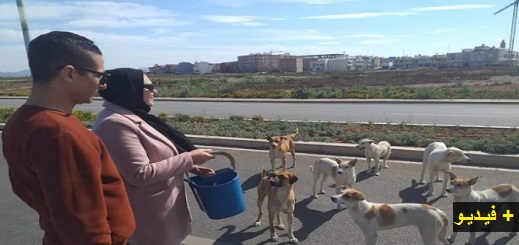 في عز "حالة الطوارئ".. سيدة تطعم القطط والكلاب الضالة وسط الناظور وهذه رسالتها الغاضبة