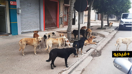 بسبب الحجر الصحي.. جحافل من الكلاب تجوب شوارع مدينة الناظور بحثا عن ما تقتات عليه بسبب الحجر الصحي.. جحافل من الكلاب تجوب شوارع مدينة الناظور بحثا عن ما تقتات عليه