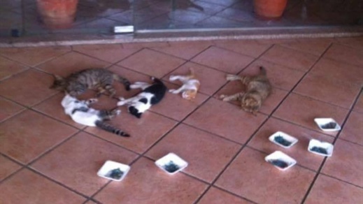 نفيسة شملال تكتب عن اعدام القطط بالمستشفى الحسني بالناظور نفيسة شملال تكتب عن اعدام القطط بالمستشفى الحسني بالناظور