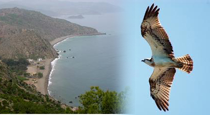 الكواسر عنصر أساسي في تحقيق التوازن البيئي والمنتزه الوطني بالحسيمة نموذجا الكواسر عنصر أساسي في تحقيق التوازن البيئي والمنتزه الوطني بالحسيمة نموذجا