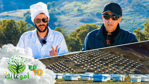 شاهدوا حلقة جديدة من أمو غا نك.. مشروع تربية النحل بمنطقة الناظور كما لم تروه من قبل شاهدوا حلقة جديدة من أمو غا نك.. مشروع تربية النحل بمنطقة الناظور كما لم تروه من قبل
