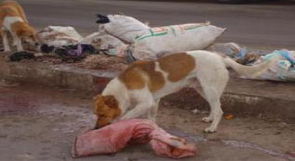 الكلاب المسعورة تجتاح بلدة تماسينت الكلاب المسعورة تجتاح بلدة تماسينت