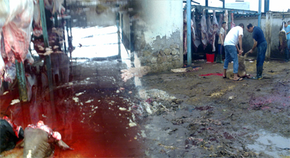 مجازر بلديات الحسيمة إموزرن وبني بوعياش تشهد عدة خروقات بتواطؤ مع عناصر سُلْطَوِية مجازر بلديات الحسيمة إموزرن وبني بوعياش تشهد عدة خروقات بتواطؤ مع عناصر سُلْطَوِية