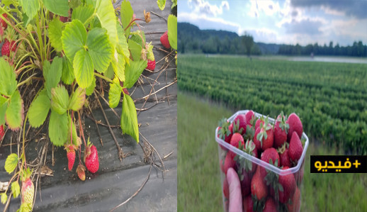 شاهدوا.. حقول الفراولة الفرنسية تفتقد العمال الموسميين المغاربة بسبب توقف الرحلات الدولية شاهدوا.. حقول الفراولة الفرنسية تفتقد العمال الموسميين المغاربة بسبب توقف الرحلات الدولية