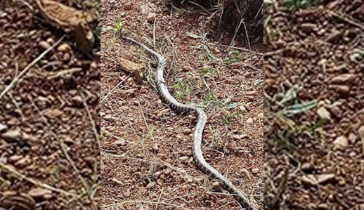 إنتشار الثعابين والزواحف وسط المحاصيل الزراعية يقلق الفلاحين بالريف إنتشار الثعابين والزواحف وسط المحاصيل الزراعية يقلق الفلاحين بالريف