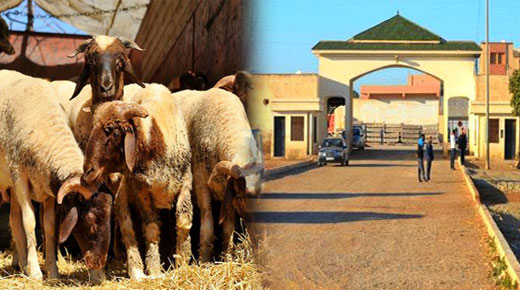 السلطات تعيد فتح سوق "الماشية" ببني وكيل أولاد محند في وجه التجار