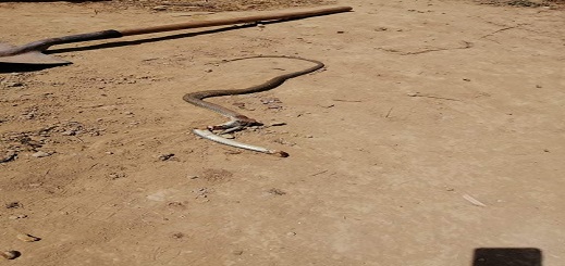 لدغة ثعبان ترسل شخصا بتمسمان الى المستشفى والفلاحون يشتكون من إنتشارها بكثرة لدغة ثعبان ترسل شخصا بتمسمان الى المستشفى والفلاحون يشتكون من إنتشارها بكثرة