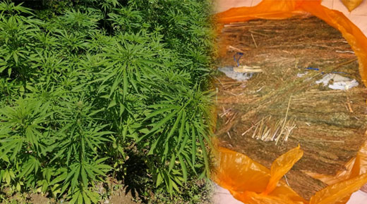 الدريوش.. الدرك الملكي يكتشف بقعة أرضية لزراعة "الكيف" بجبال إجرماوس ويعتقل 3 متورطين الدريوش.. الدرك الملكي يكتشف بقعة أرضية لزراعة "الكيف" بجبال إجرماوس ويعتقل 3 متورطين