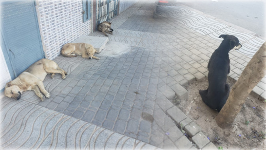 الكلاب "الضالة" تحتل الأحياء السكنية بسلوان الكلاب "الضالة" تحتل الأحياء السكنية بسلوان