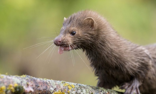 هولندا تعدم 10 آلاف من حيوانات "المينك" بسبب إصابتها بكورونا هولندا تعدم 10 آلاف من حيوانات "المينك" بسبب إصابتها بكورونا