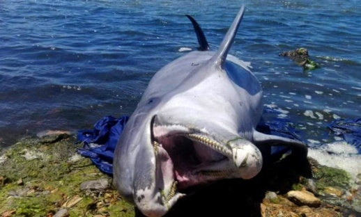 الناظور.. بحارة يعثرون على دلفين بسواحل قرية أركمان والدرك البيئي يدخل على الخط الناظور.. بحارة يعثرون على دلفين بسواحل قرية أركمان والدرك البيئي يدخل على الخط