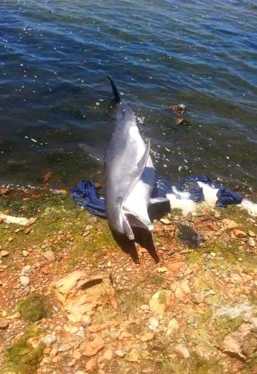 الناظور.. بحارة يعثرون على دلفين بسواحل قرية أركمان والدرك البيئي يدخل على الخط الناظور.. بحارة يعثرون على دلفين بسواحل قرية أركمان والدرك البيئي يدخل على الخط