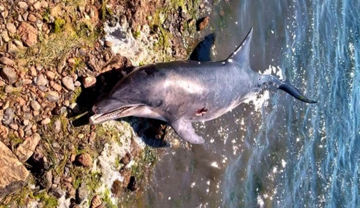 الناظور.. بحارة يعثرون على دلفين بسواحل قرية أركمان والدرك البيئي يدخل على الخط الناظور.. بحارة يعثرون على دلفين بسواحل قرية أركمان والدرك البيئي يدخل على الخط