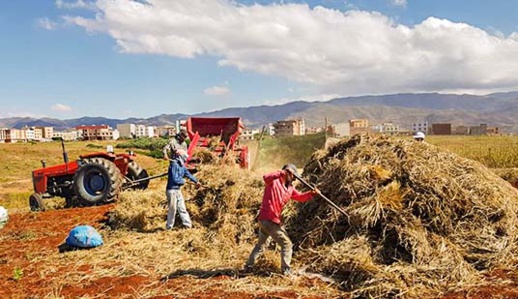 بالصور.. إنطلاق موسم الحصاد بتمسمان وسط الحديث عن تذبذب في محصول هذه السنة بالصور.. إنطلاق موسم الحصاد بتمسمان وسط الحديث عن تذبذب في محصول هذه السنة