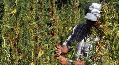 عودة إلى سلوك الانتقائية في محاربة زراعة القنب الهندي بمنطقة الريف عودة إلى سلوك الانتقائية في محاربة زراعة القنب الهندي بمنطقة الريف
