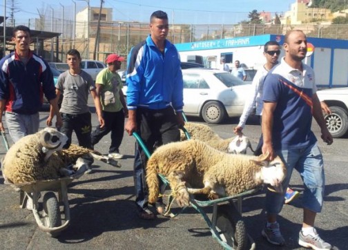 أطباء يضغطون على حكومة مليلية من أجل التراجع عن الترخيص لعيد الأضحى أطباء يضغطون على حكومة مليلية من أجل التراجع عن الترخيص لعيد الأضحى