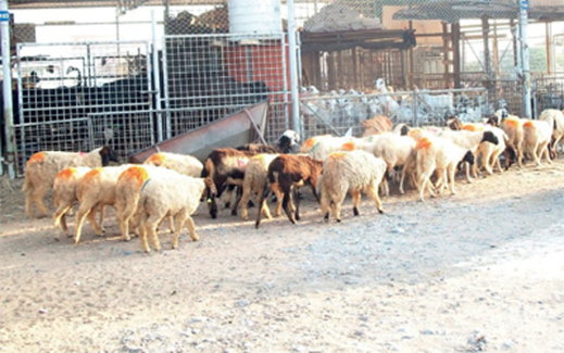 الجالية المغربية المقيمة بمايوركا الإسبانية تتخوّف من ارتفاع أسعار الأغنام الجالية المغربية المقيمة بمايوركا الإسبانية تتخوّف من ارتفاع أسعار الأغنام