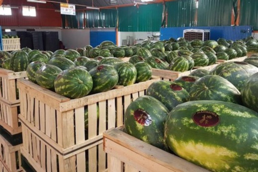 إحباط محاولة "تجريبية" لتهريب "مخدّرات" من نوع آخر في شحنة من الدلاح موجّهة للتصدير إحباط محاولة "تجريبية" لتهريب "مخدّرات" من نوع آخر في شحنة من الدلاح موجّهة للتصدير