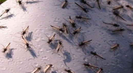 عودة "الناموس" للناظور تقلق سكان مجموعة من الأحياء عودة "الناموس" للناظور تقلق سكان مجموعة من الأحياء