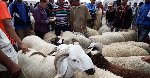 ترقيم أزيد من 7.2 مليون رأس من أضاحي العيد بينها 720 ألف بالجهة الشرقية
