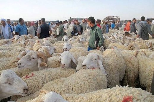 أخنوش يعلن فتح كل الأسواق بمناسبة عيد الأضحى ويشدّد على ضرورة احترام إجراءات الوقاية