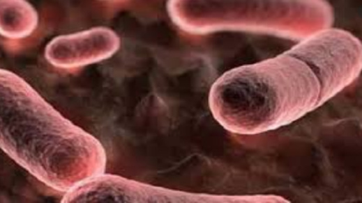 وفاة أول ضحايا "الطاعون الدبلي" وتخوفات دولية من تحوله إلى جائحة جديدة وفاة أول ضحايا "الطاعون الدبلي" وتخوفات دولية من تحوله إلى جائحة جديدة