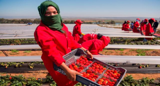 الخارجية تعلن عن موعد إعادة عاملات الفراولة اللواتي يشتغلن بهويلفا الخارجية تعلن عن موعد إعادة عاملات الفراولة اللواتي يشتغلن بهويلفا