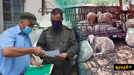السلطات العمومية تراقب رُخص "أكشاك" بيع أضاحي العيد بالناظور وتطالب التجار بالإلتزام بالتدابير الوقائية السلطات العمومية تراقب رُخص "أكشاك" بيع أضاحي العيد بالناظور وتطالب التجار بالإلتزام بالتدابير الوقائية