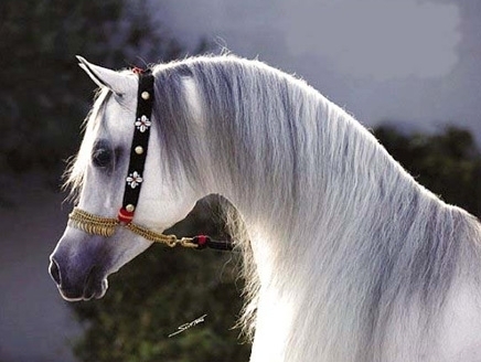 مهوسون مغاربة بالخيل.. طلقوا نساءهم وبددوا ثرواتهم مهوسون مغاربة بالخيل.. طلقوا نساءهم وبددوا ثرواتهم