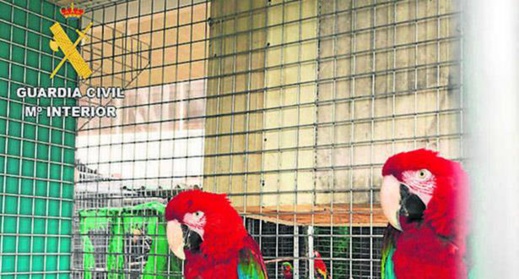 بتنسيق مع الدّرك الملكي المغربي.. الحرس الإسباني يفكّك شبكة لتهريب الطيور المحمية بتنسيق مع الدّرك الملكي المغربي.. الحرس الإسباني يفكّك شبكة لتهريب الطيور المحمية